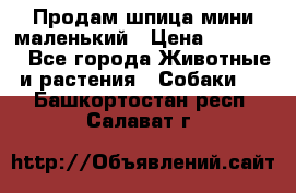 Продам шпица мини маленький › Цена ­ 15 000 - Все города Животные и растения » Собаки   . Башкортостан респ.,Салават г.